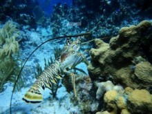 青海首次温泉养殖澳洲龙虾成功